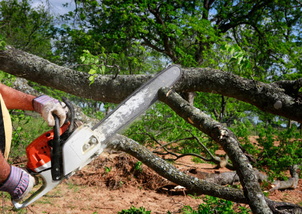 The Steps Involved in Our Tree Care Process in Ellerslie, GA